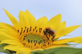 fluffy bee on a sunflower