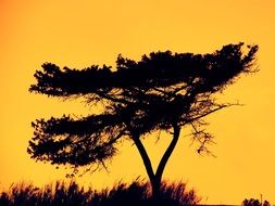 dark silhouette of Tree at golden evening sky