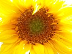 astounding Sunflower Nature