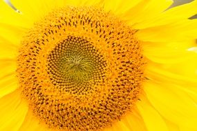 sunflower with bright yellow petals close-up