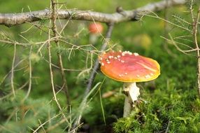 mushroom like forest flora