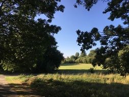 trees near a green field against the blue sky