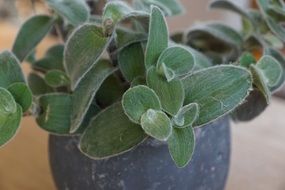 Beautiful Tradescantia Plants in the pot