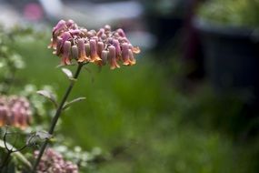 garden plant with unusual inflorescence close-up