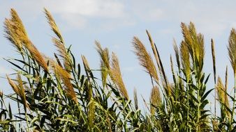 reed plants in countryside