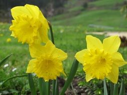 Yellow daffodil flowers in the garden