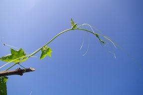 young Vine plant Bright Summer closeup