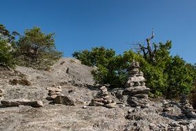 trees on stones on a sunny day