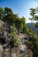 trees on the rocks under the bright sun