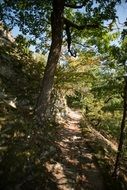 path in the shade among the trees on the rocks