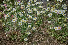 meadow with white daisies in the garden