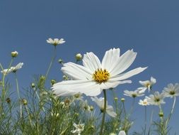 field of white anemone flowers