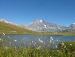 cotton grass at Mountain Lake, Alps