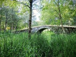 stone bridge among tall green grass in a park in ribeira sacra