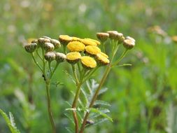 yellow tansy flower close up
