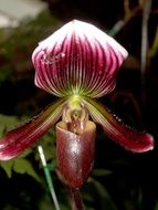 purple orchid close-up