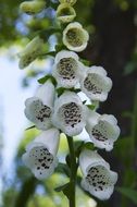 closeup photo of white bells flowers