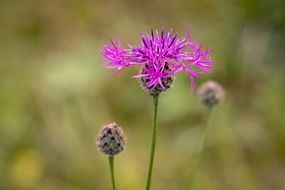 purple flower with pointed petals close-up