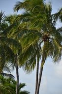 A palm tree with green leaves in Florida against the sky