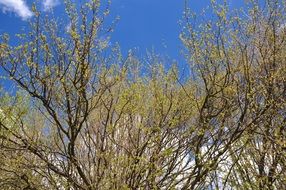 Trees in spring time