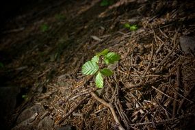 closeup photo of green tree sprout on ground