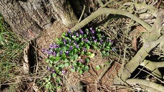 Small purple flowers with green leaves in a forest