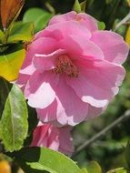 Picture of Camellia flower