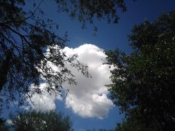 landscape of Cloud at blue sky between Tree tops