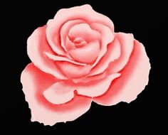 pink rose as a digital picture