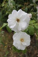 white Flowers in Garden