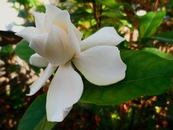 white flower of jasmine closeup