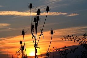 silhouette of a wild teasel at sunset