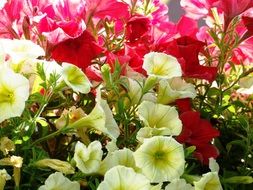 blooming pink and white geraniums on the balcony