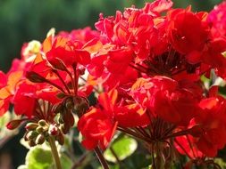 bush of lush red geranium under the bright sun