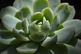 green succulent houseplant