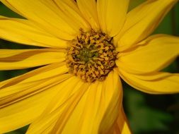 macro photo of yellow bud