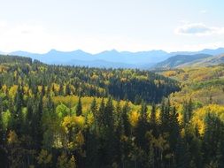 autumn forest in Canada on a sunny day
