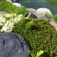 mossy rock in the park