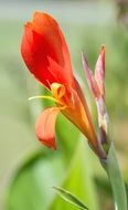 Macro picture of the Natural Flower