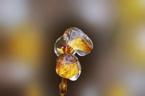 frozen flower