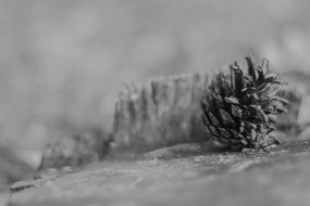 lump black and white landscape