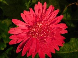 closeup view of red gerbera in spring