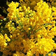 mahonia, yellow inflorescences close up