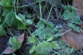 frozen green leaves in the garden close-up