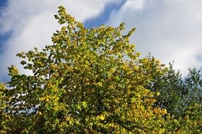 deciduous tree tops at cloudy sky