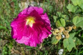 pink flower with green leaves in nature