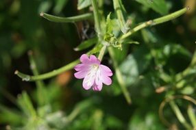small pink flower under the bright sun