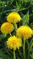 cluster of yellow dandelions