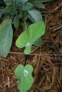 green leaves with raindrops on dry grass