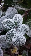 white frozen leaves